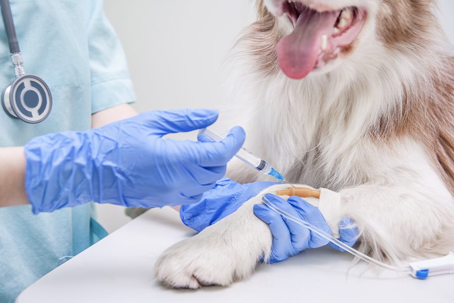 Veterinary Insurance - Closeup of Veterinarian Giving a Dog an Injection in an IV While Wearing Purple Gloves